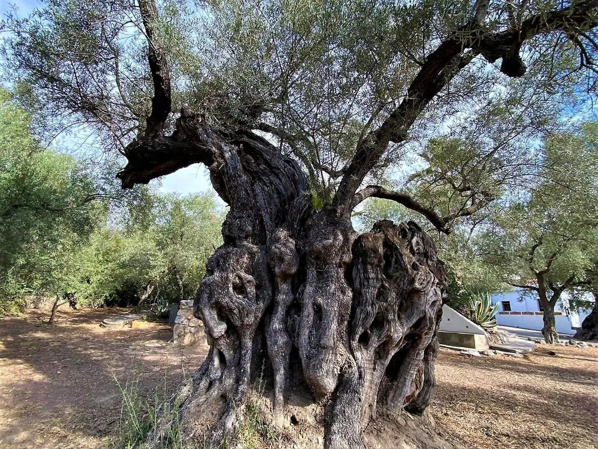 Belvilla By Oyo Cortijo De Santa Cruz Orgiva Spain